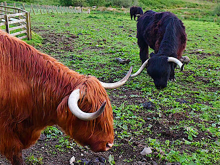 Highland Cattle in Schottland