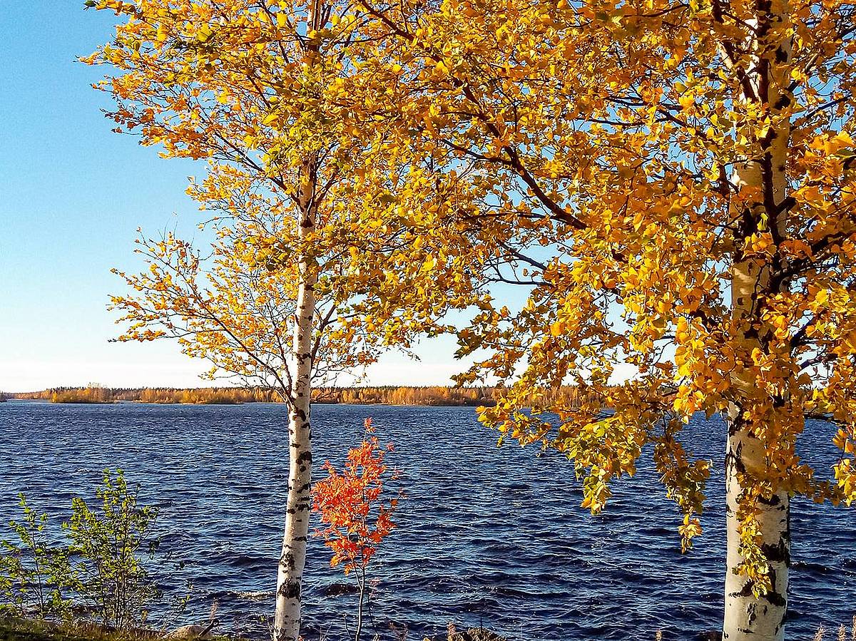 Birken im gelben Herbstkleid am blauen Fluss Kemijoki in Finnland