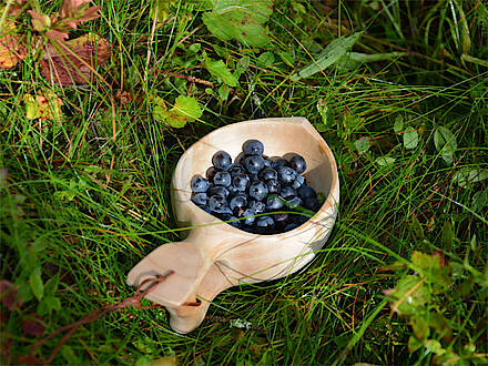 Blaubeeren liegen in einem Becher im Gras