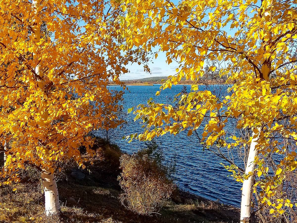 Golden leuchtendes Herbstlaub am blauen See im Norden Finnlands 