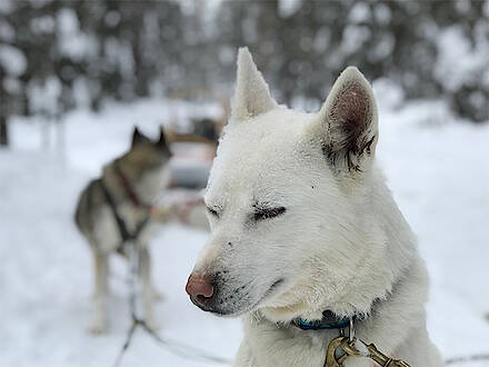 Husky macht Pause auf der Hundeschlittensafari 