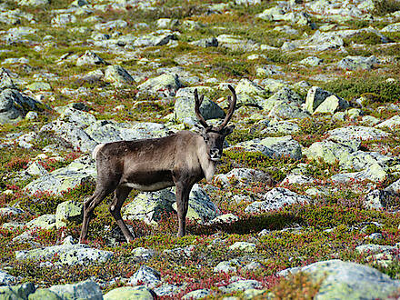 Rentier in den Bergen in Norwegen