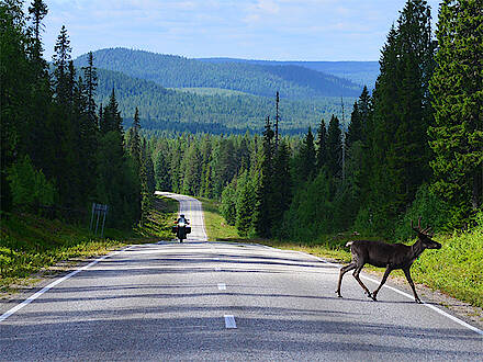 Ein Motorrad fährt auf einer Straße in Lappland, auf der ein Rentier steht