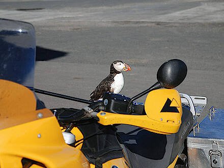 Papageientaucher auf einem Motorrad auf Island