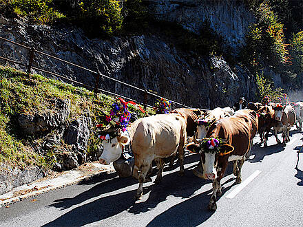 Viehabtrieb in der Schweiz