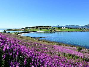Blühende Blumen auf den Lofoten