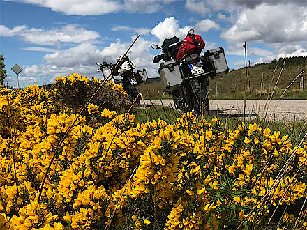 Blühender Stechginster in Schottland - auf Motorradtour mit Feelgood Reisen