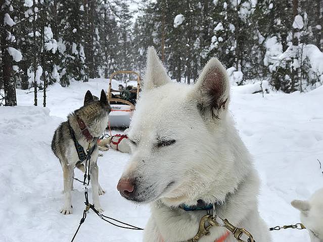 Huskies im Geschirr vor dem Hundeschlitten im tief verschneiten Wald in Nordfinnland