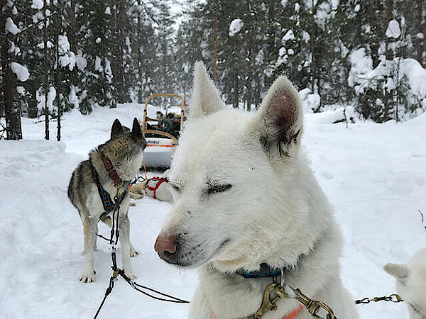 Huskies im Geschirr vor dem Hundeschlitten im tief verschneiten Wald in Nordfinnland