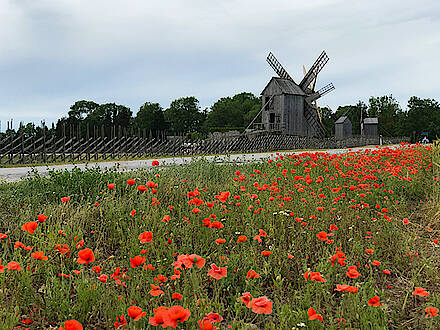 Mit Feelgood Reisen in Estland auf der Insel Saaremaa