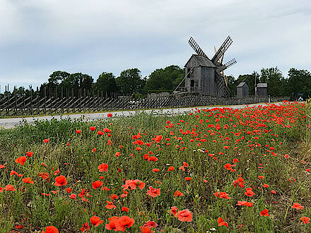 Mit Feelgood Reisen in Estland auf der Insel Saaremaa