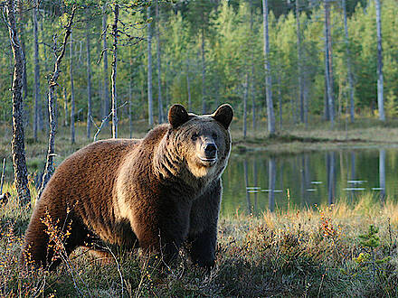 Bär vor einem See in Finnland 