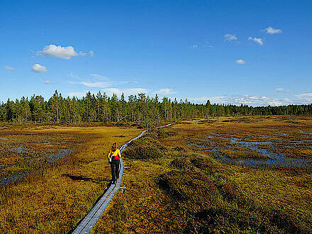 Wanderung im Moor in Lappland in Finnland