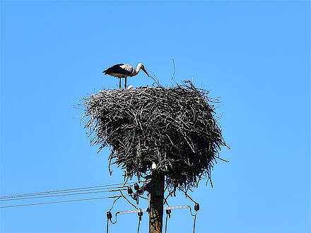 Storchennest im Lahemaa Nationalpark in Estland