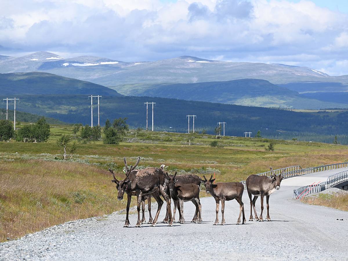 Rentiere auf der Straße in Schweden