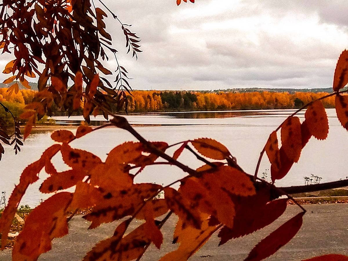 Herbstfarben in Lappland in Finnland