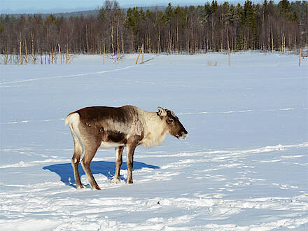 Ein Rentier steht im Schnee