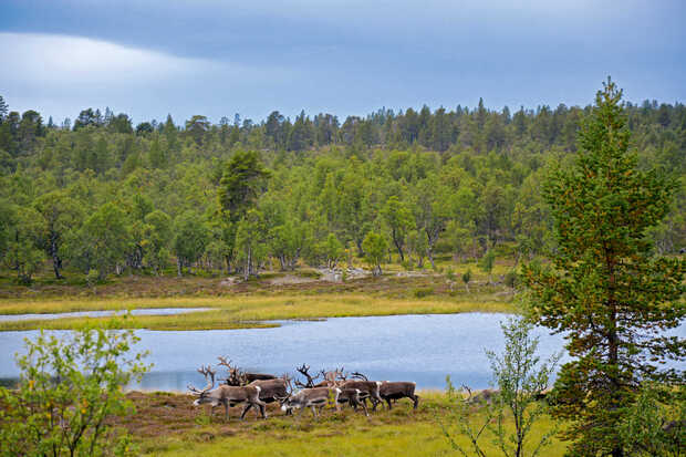 Rentierherde an einem See in Schweden