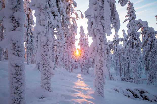 Die Sonne bricht durch die verschneiten Bäume in Finnland