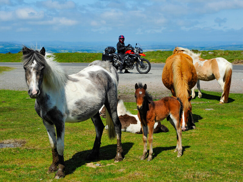 Englische PS im Dartmoor Nationalpark